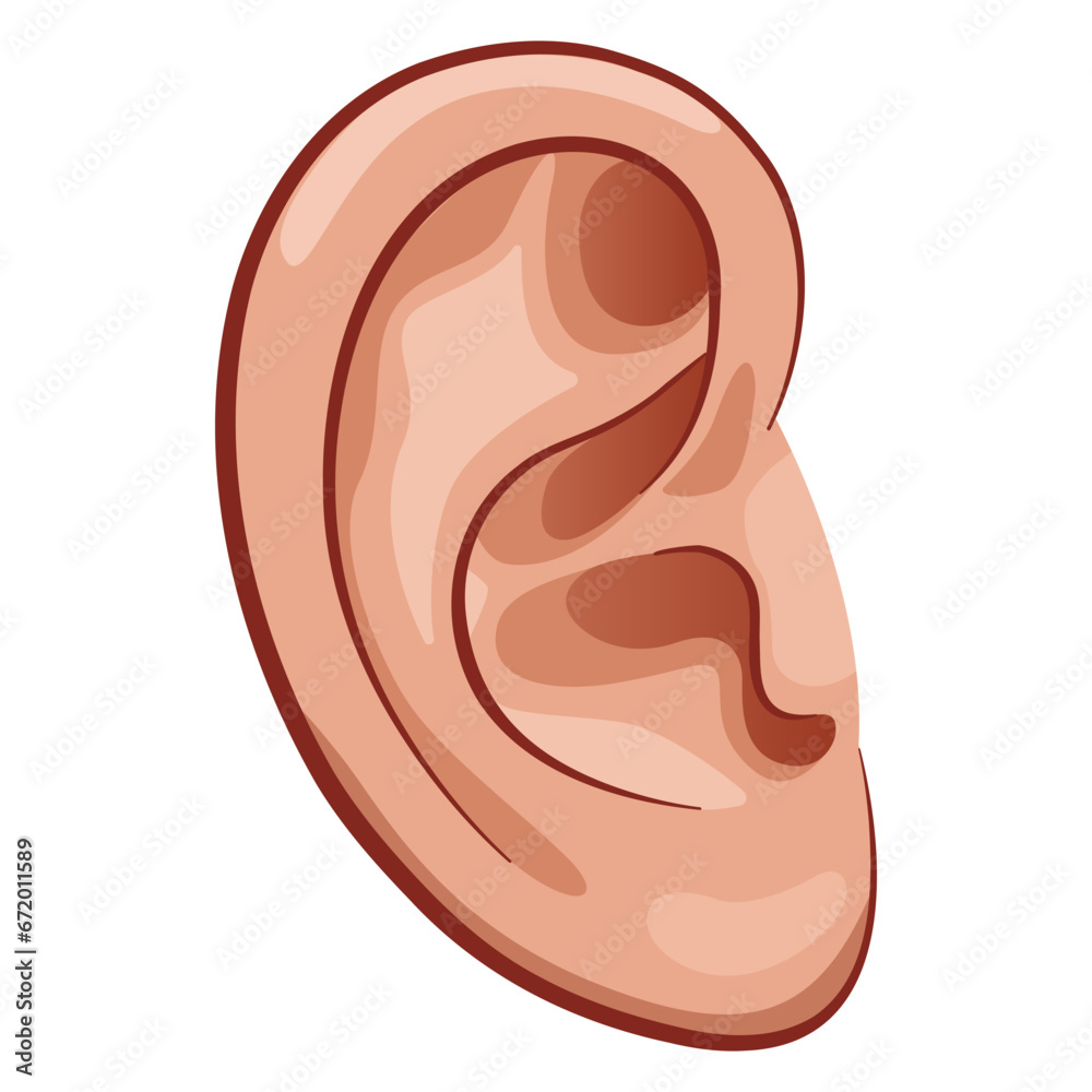 ear drawing on white background ear drawing on white background
