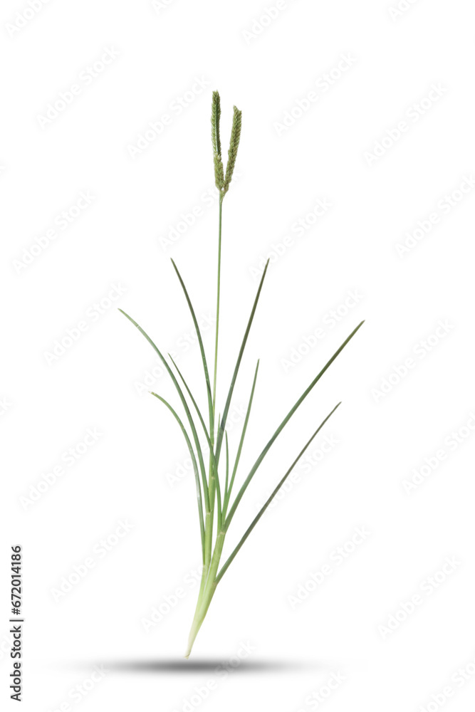 grass isolated on white grass isolated on white