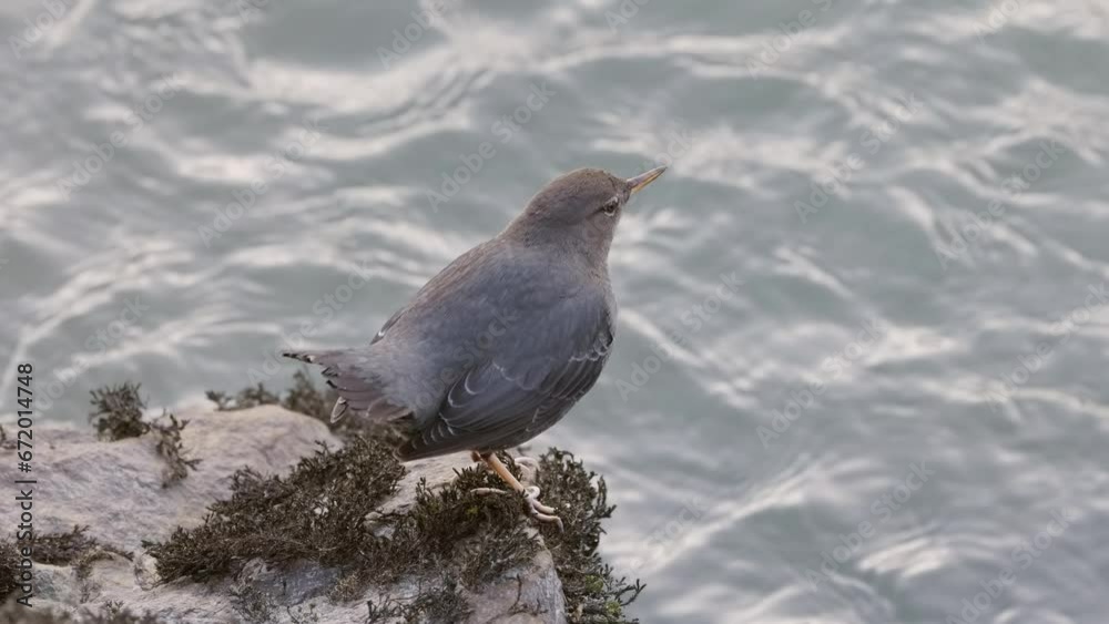 Small Bird by the River in Canadian Nature. Squamish BC, Canada. Slow Motion. High quality 4k footage Small Bird by the River in Canadian Nature. Squamish BC, Canada. Slow Motion. High quality 4k footage