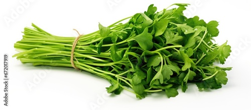 Freshly cut green cress herb arranged in a bunch set against a white backdrop