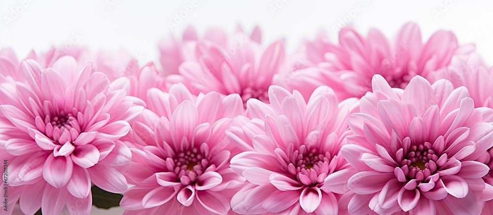 Pink chrysanthemum flower with shallow depth of field photographed closely on a white background Pink chrysanthemum flower with shallow depth of field photographed closely on a white background