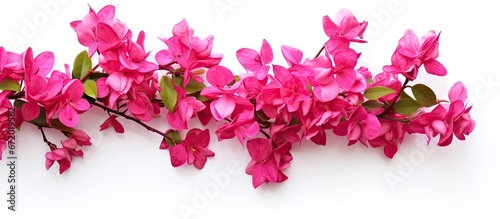 Flowers of the bougainvillea
