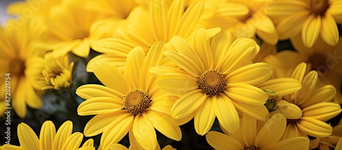 Bright yellow daisies blooming amidst the garden