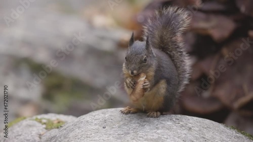 Squirrel eating a mushroom in Canadian nature. Squamish, British Columbia, Canada. Zoom photo