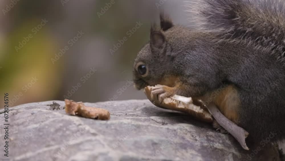 Squirrel eating a mushroom in Canadian nature. Squamish, British Columbia, Canada. Zoom Squirrel eating a mushroom in Canadian nature. Squamish, British Columbia, Canada. Zoom