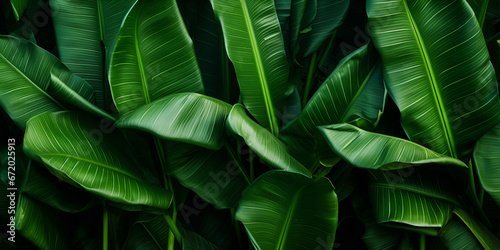 Background of fresh green banana leaf ,Plantain leaves healthy ,Background of fresh green banana leaf with generative ai