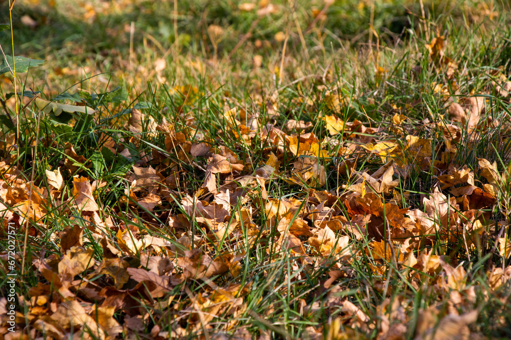 Autumn leaves and