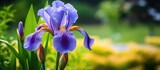 During the summertime an iris plant blooms outdoors