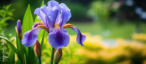 During the summertime an iris plant blooms outdoors