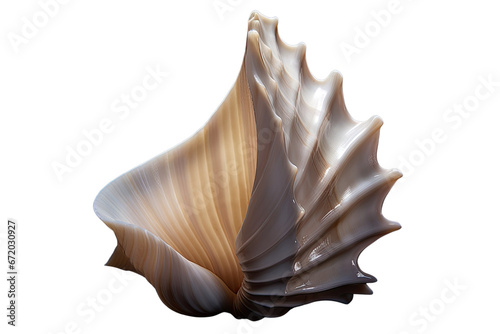white counch shell on isolated transparent background © Rushi