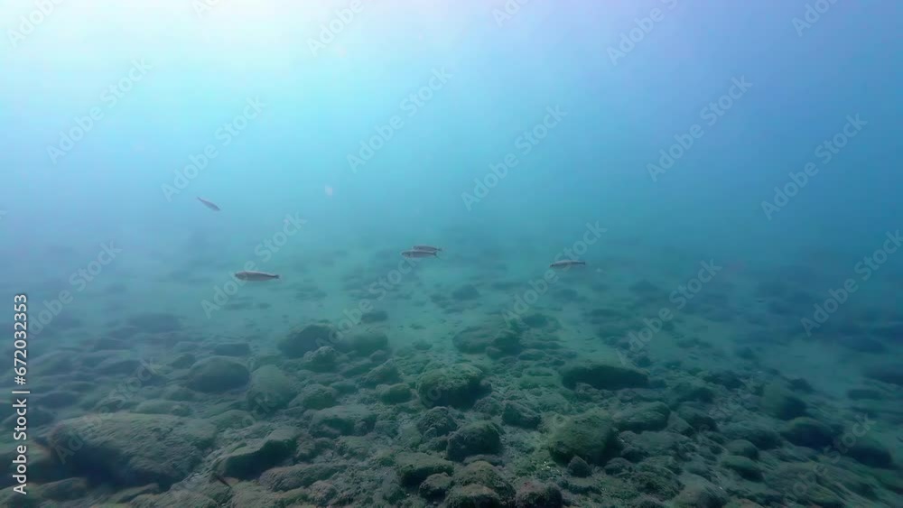 Slow Motion Of Fish Swimming Under The Sea In Daylight. underwater Slow Motion Of Fish Swimming Under The Sea In Daylight. underwater