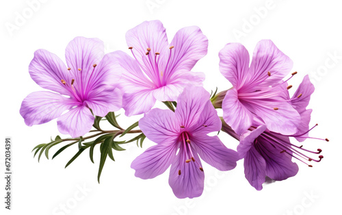 Floral Gems The Delicate Beauty of Epilobium Blossoms on White or PNG Transparent Background. © Muhammad