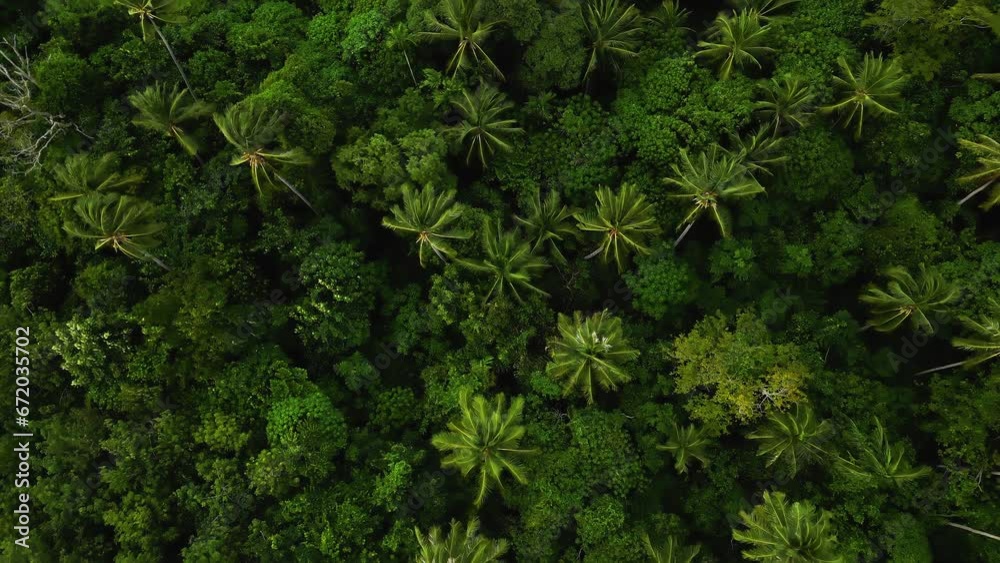 Idyllic tropical palm tree forest on coast of Koh Lanta Thailand aerial top down