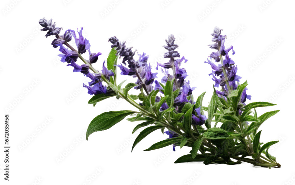 Fototapeta premium Lavender flower sprig illustration, purple botanical clipart PNG, aromatic herb branch for packaging, wellness branding isolated on Transparent Background