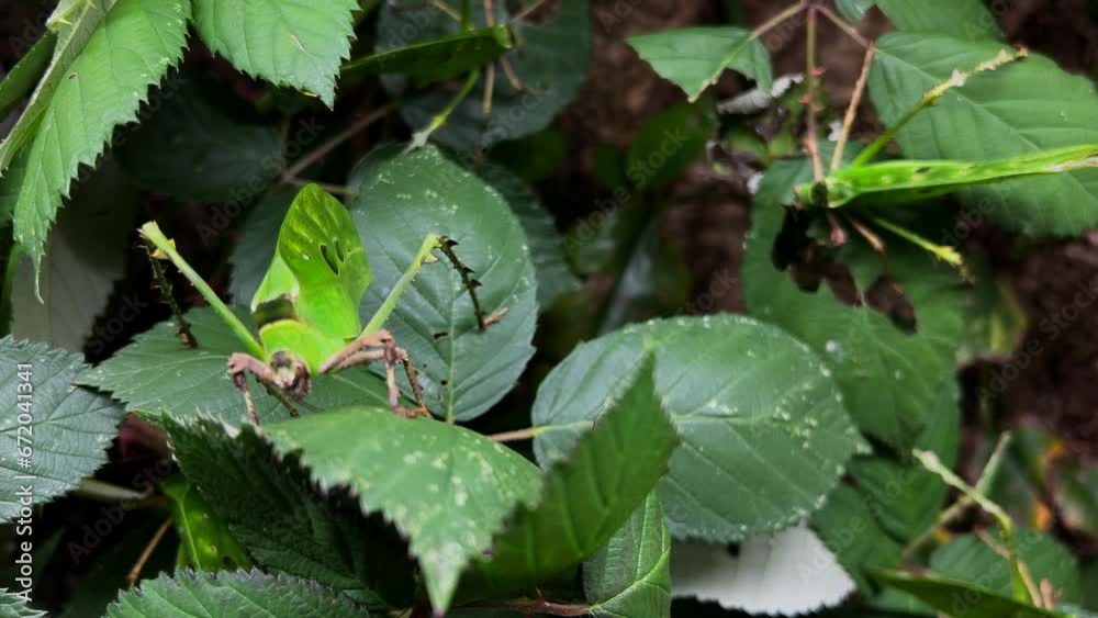 an insect that is difficult to recognize can be seen an insect that is difficult to recognize can be seen