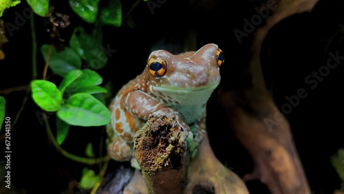 A breathing frog with special yellow eyes sits on a branch photo