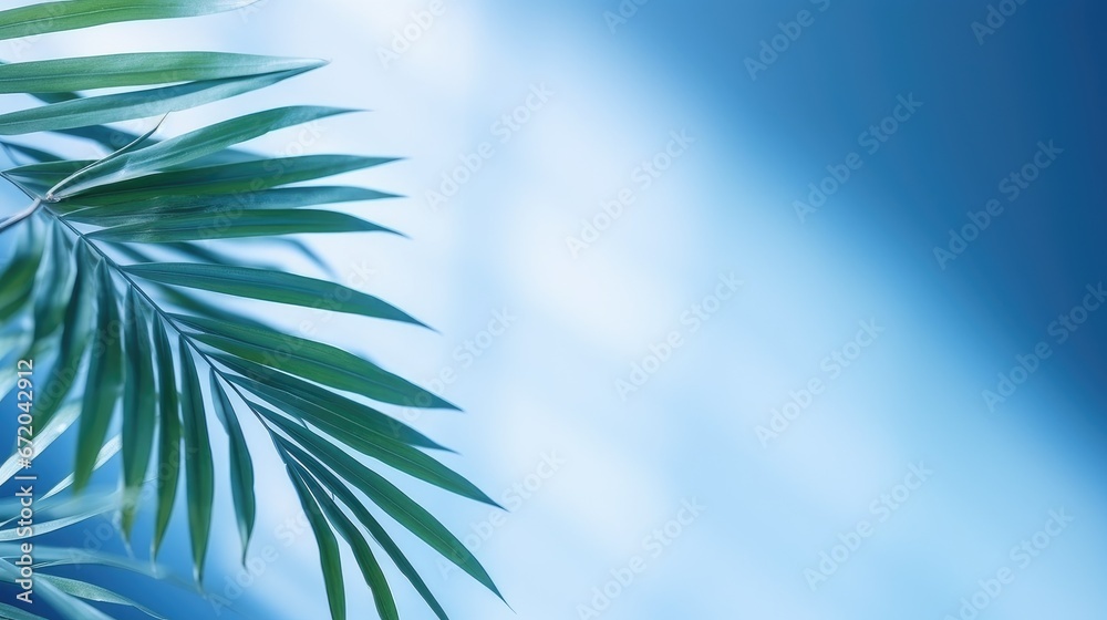 Blurred shadow from palm leaves on the light blue wall Blurred shadow from palm leaves on the light blue wall