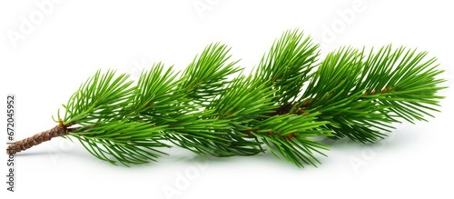 A white backdrop adorned with a branch of lush green pine photo
