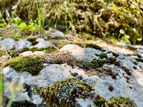 moss on stone