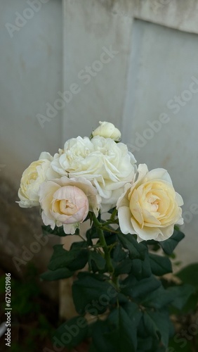 bouquet of roses , keira rose 