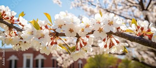 Oklahoma Christian University in Oklahoma displays a bright and beautiful scene of Callery pear flowers on their campus photo