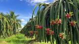 dragon fruit on the dragon fruit pitaya tree, harvest in the agriculture farm at asian exotic tropical country, pitahaya organic cactus plantation in thailand or vietnam in the summer sunny day