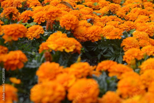 Perspective view of orange garden flowers © Nature Studio 33