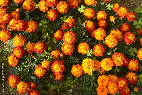 Red, orange and yellow garden flowers 