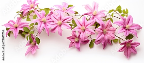 A single pink clematis flower is fully bloomed and stands out against a white background
