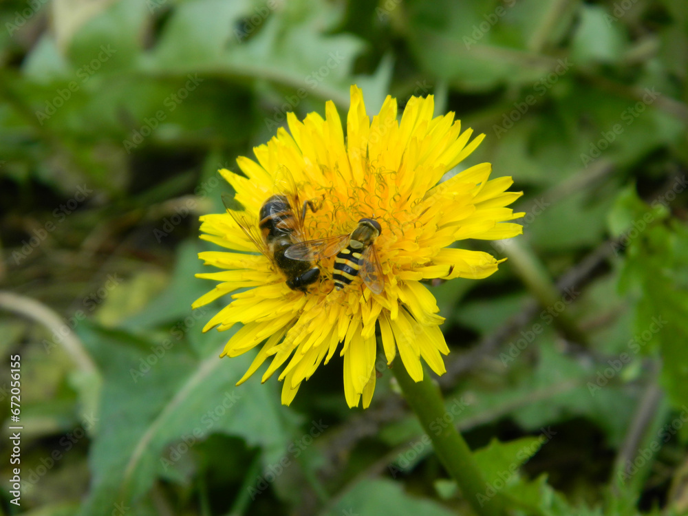 Working bee collecting pollen from a dandelion Working bee collecting pollen from a dandelion