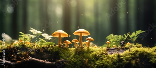 Mushrooms that can be eaten Chanterelle mushrooms found in a forest covered in moss Concentrating on specific elements