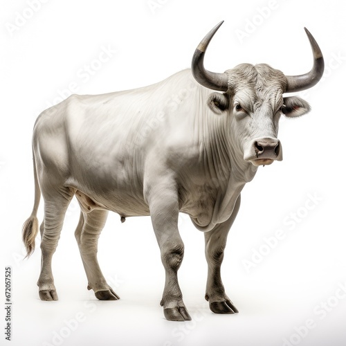 Bull in white background, AI generated Image