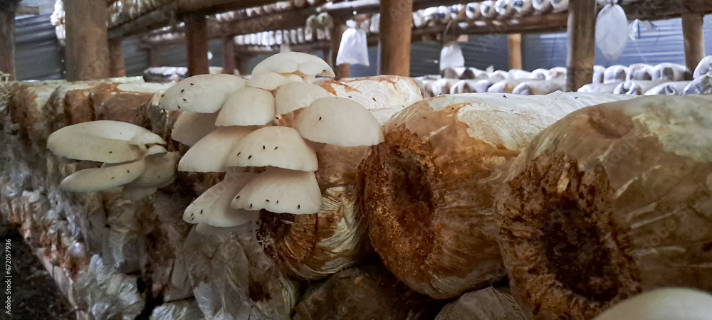 oyster mushroom cultivation. Plantation of Pleurotus ostreatus, the pearl oyster mushroom or tree oyster mushroom which is a common edible mushroom - obrazy, fototapety, plakaty 