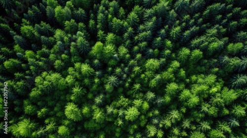trees in the forest from above © Rstm
