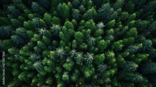 trees in the forest from above