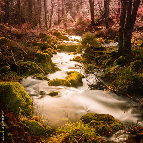 River in Alsace in the Bas-Rhin department of France Europe. Mighty trees, fallen leaves, moss, fern, rocks. Atmospheric landscape. Picturesque panoramic scenery. Nature, ecology, environment. 