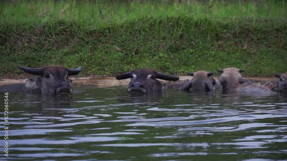 buffaloes is drowning oneself in the water. Buffalo on the river only visible head. The buffalo's body sank in the water buffaloes is drowning oneself in the water. Buffalo on the river only visible head. The buffalo's body sank in the water