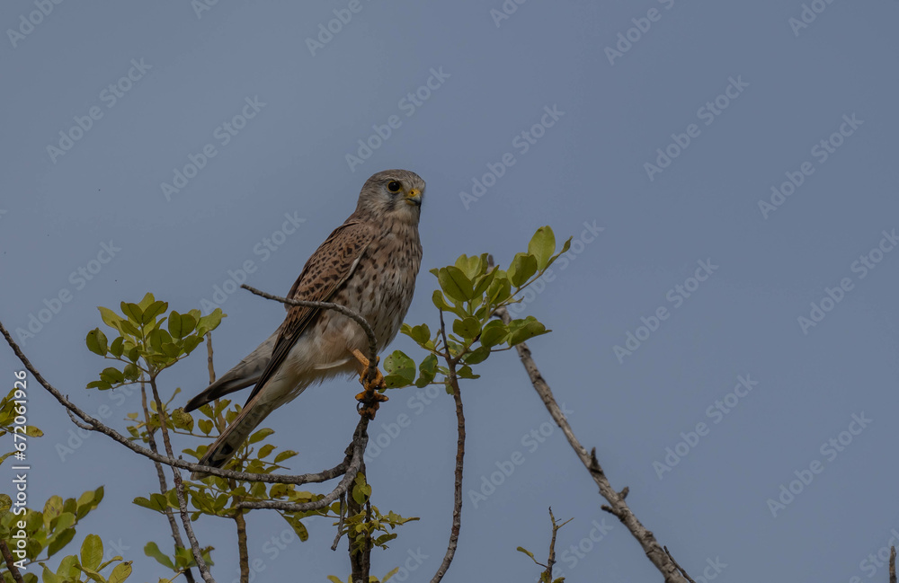 Common kestrel perched on a branch Common kestrel perched on a branch