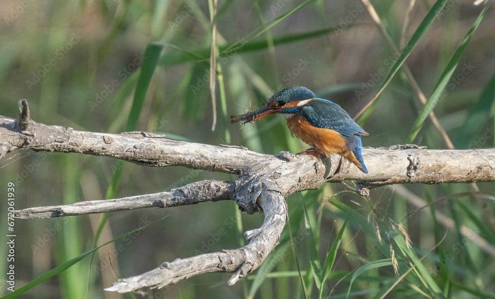 the kingfisher on the branch with a crab