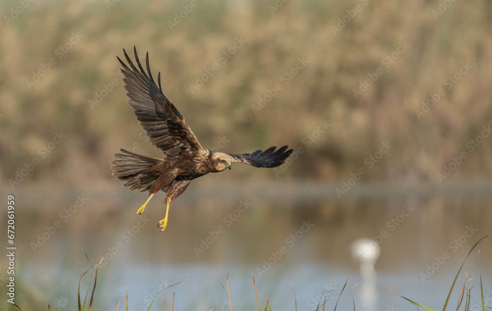 Obraz premium El vuelo del aguilucho lagunero 