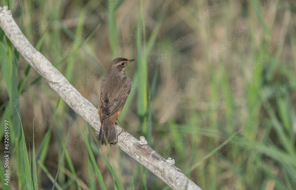 Bluethroat on the branches of the marshes of the Ebro delta Bluethroat on the branches of the marshes of the Ebro delta