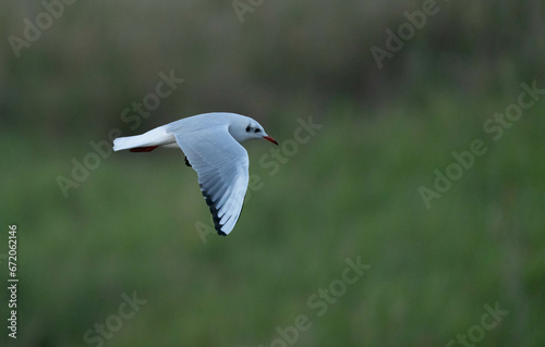 Black-headed Gull in flight over the marsh