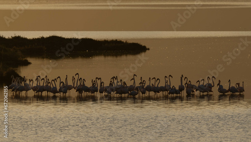 Greater flamingos in the delta Ebro river	at sunset
