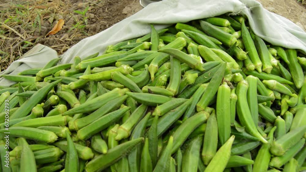 lady finger in the market. Stock of ladies finger. Okra vegetable. Green vegetable. Many lady fingers. Bulk of Lady fingers. lady finger in the market. Stock of ladies finger. Okra vegetable. Green vegetable. Many lady fingers. Bulk of Lady fingers.
