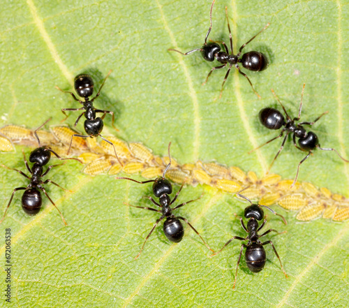 Close-up of ants and aphids on a leaf. Macro © schankz