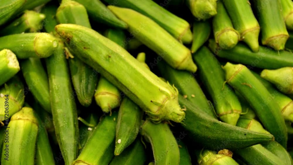 lady finger in the market. Stock of ladies finger. Okra vegetable. Green vegetable. Many lady fingers. Bulk of Lady fingers. lady finger in the market. Stock of ladies finger. Okra vegetable. Green vegetable. Many lady fingers. Bulk of Lady fingers.