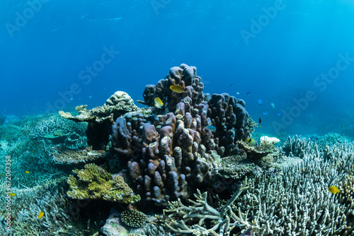 Fototapeta Naklejka Na Ścianę i Meble -  Coral Reef, Heron Island Australia