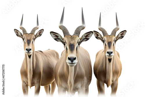 Group of an eland on white background.  Wildlife Animals.