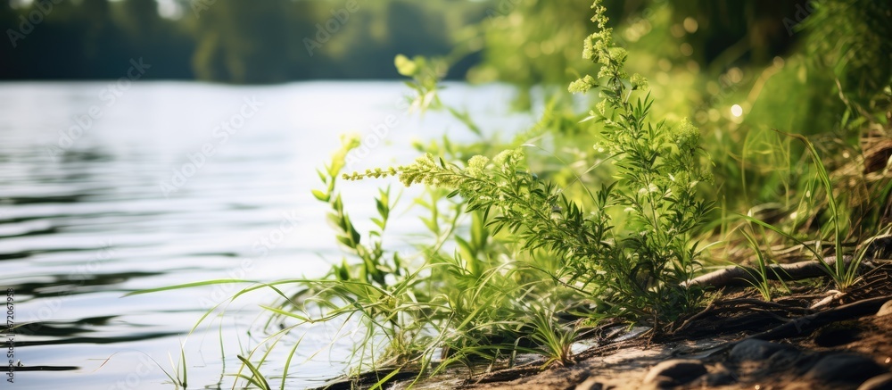 river plants river plants