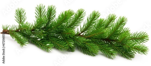 A single branch of a Christmas fir tree colored green can be found alone on a white background